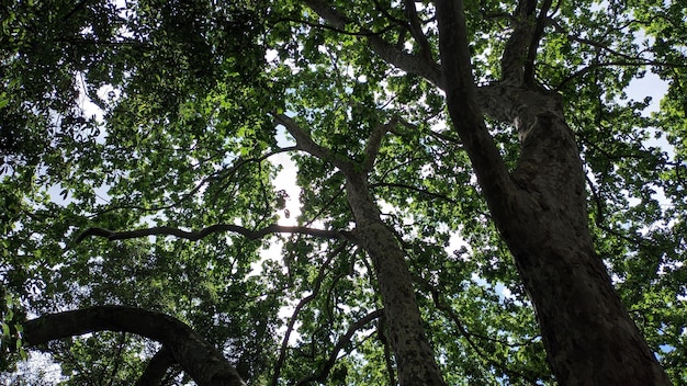 Coronas densas de árboles y ramas con hojas a través de las cuales apenas se puede ver el cielo foto