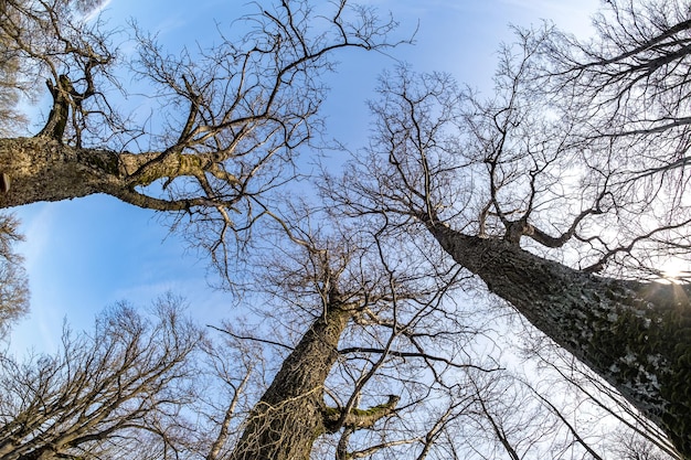 Coronas desnudas y ramas torpes de enormes robles que crecen en el cielo azul en un día soleado