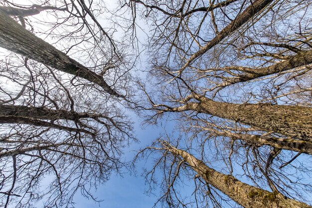 Coronas desnudas y ramas torpes de enormes robles que crecen en el cielo azul en un día soleado