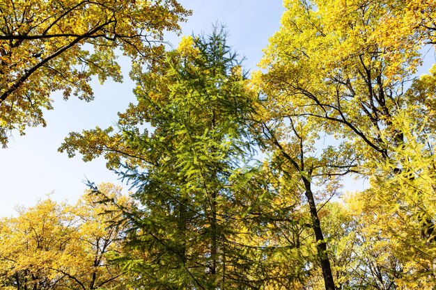 Coronas de robles amarillos y alerces verdes en otoño