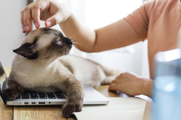 Coronavirus Mujer de negocios que trabaja desde casa con gato Concepto de prevención de cuarentena en el hogar COVID19 Situación de brote de coronavirus