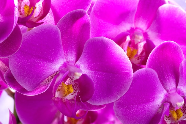 corpete de orquídeas roxas
