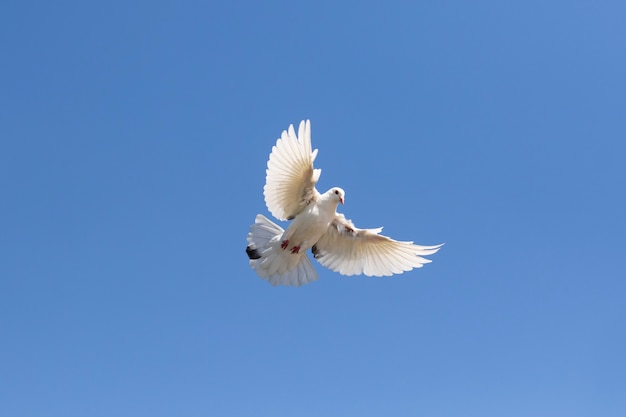 Corpo cheio de pena branca que dirige o pombo que voa contra o céu azul claro