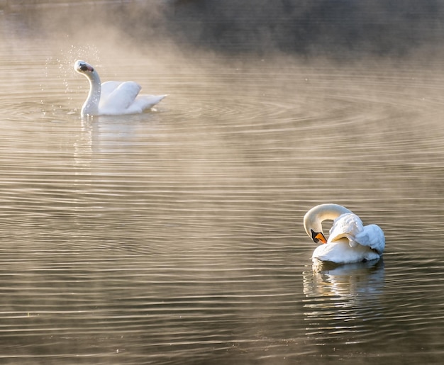 Corpo de limpeza de dois cisnes brancos