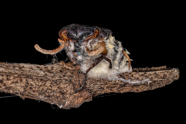 Corpo de uma mosca morta por um fungo zumbi