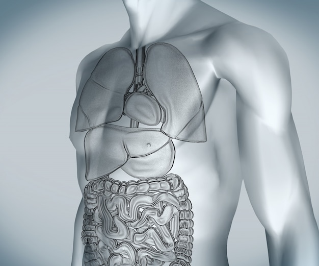Corpo digital cinza com órgãos