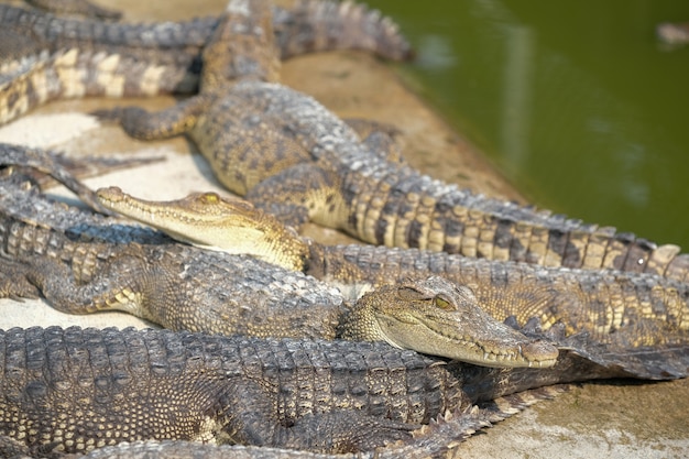 Corpos de água no bebê Crocodilo