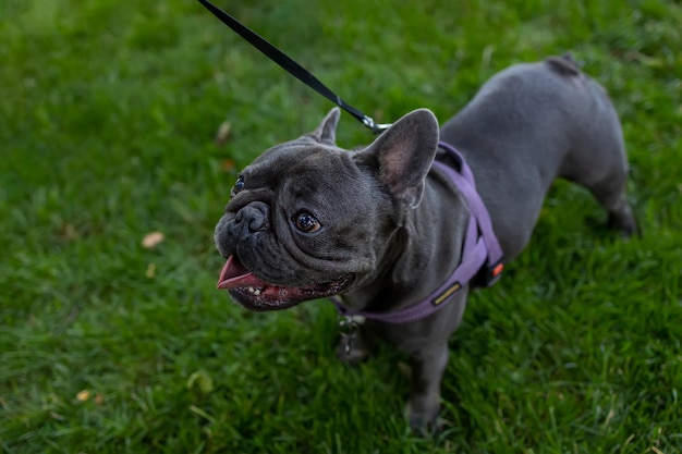 Con una correa bulldog francés caminando en el parque en el césped