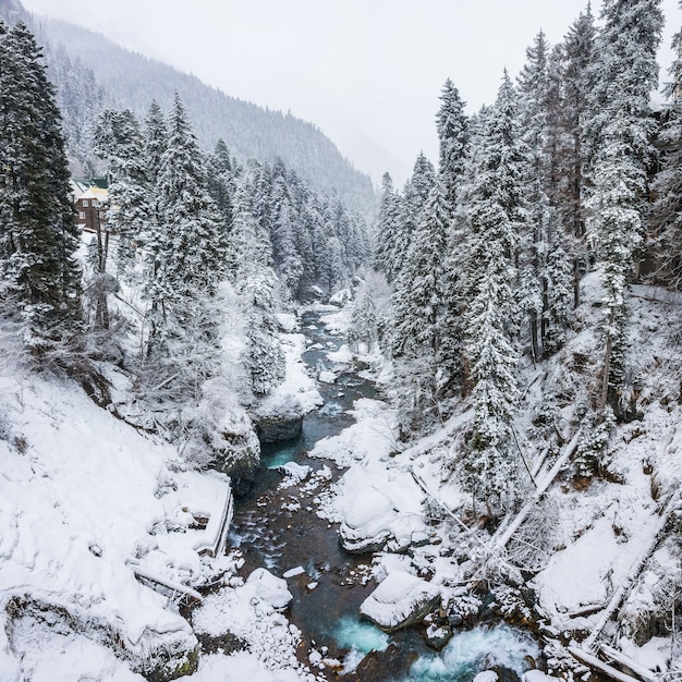 Corredeiras turbulentas do rio Amanauz em uma pitoresca floresta nevada em Dombay, Cáucaso Ocidental, Rússia