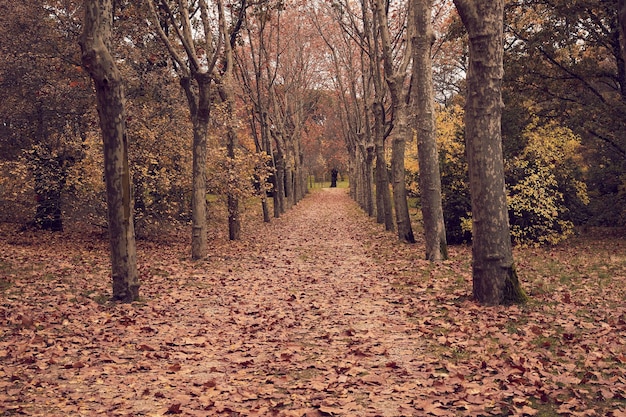 Un corredor de árboles con el suelo lleno de hojas marrones caídas en un bosque o parque en otoño sin gente