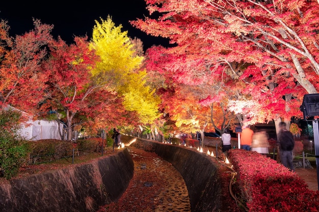 Corredor de arce en la temporada de otoño en el festival de tradición en la noche