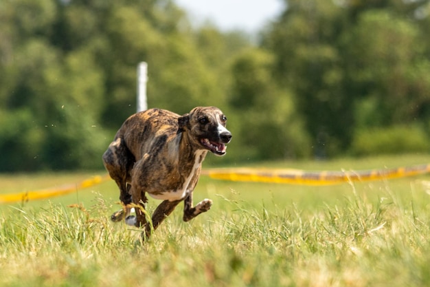 Corredor de Whippet correndo em campo perseguindo isca