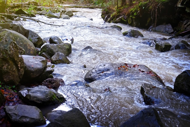 Córrego da floresta dos Cárpatos