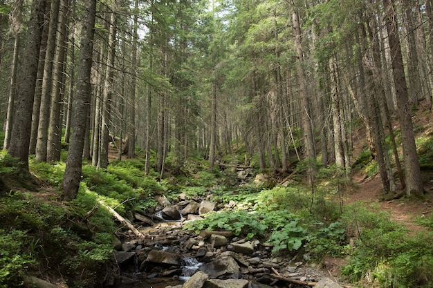 Córrego da montanha na floresta de abetos verdes. horário de verão