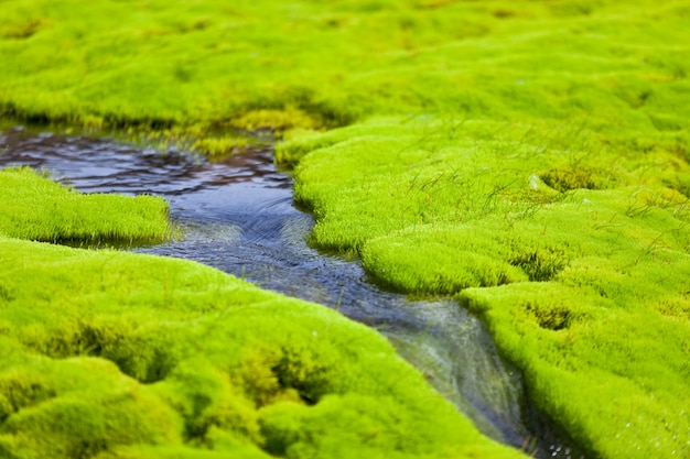 Córrego do pequeno rio da Islândia com musgo verde