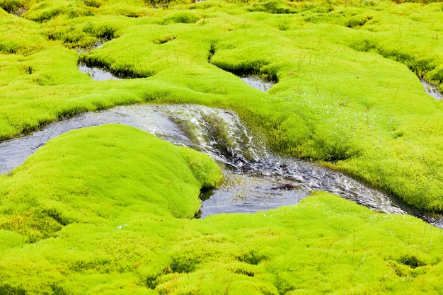 Córrego do pequeno rio da Islândia com musgo verde