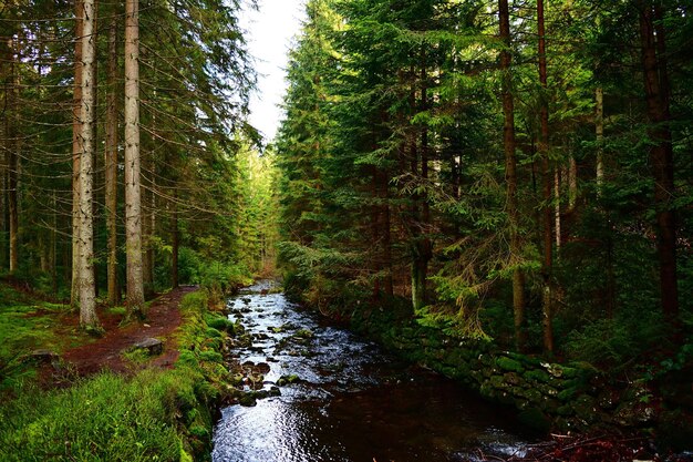 córrego na floresta