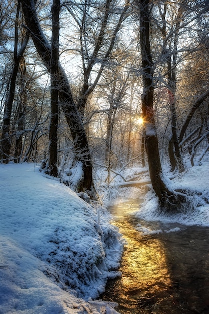 Córrego quente na floresta de inverno em clima gelado.