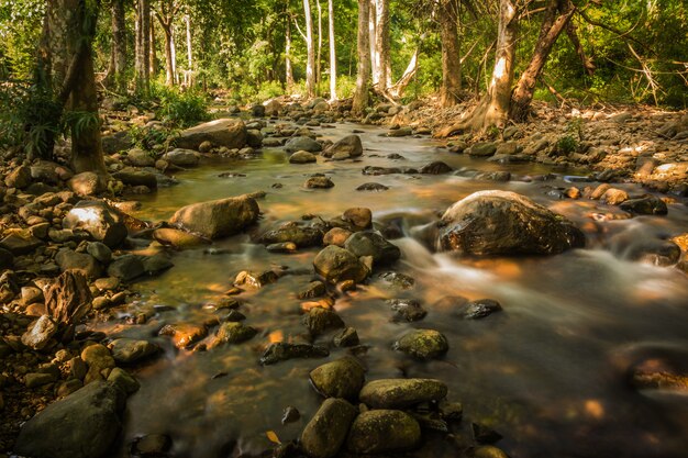 Córregos na floresta