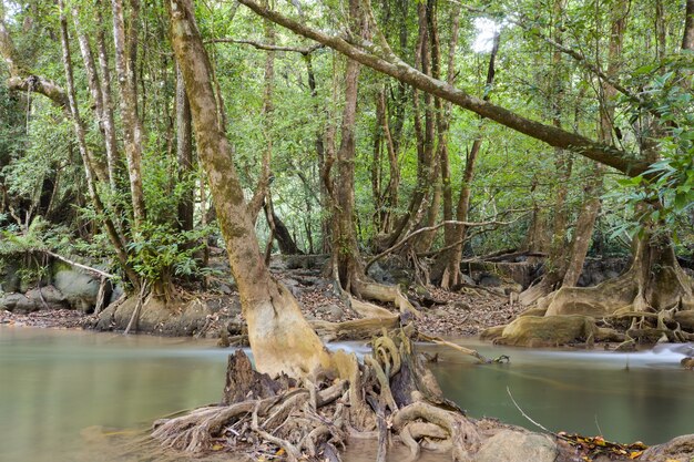 Córregos na selva