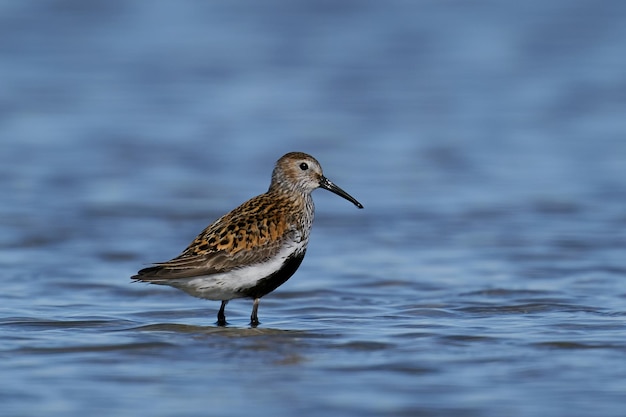 Correlimos común Calidris alpina