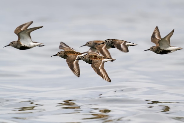 Correlimos común Calidris alpina