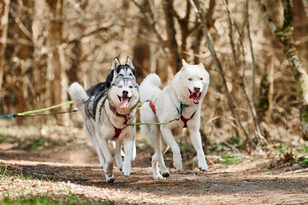 Correndo cães de trenó Husky Siberiano na floresta de outono em terra seca três cães Husky ao ar livre