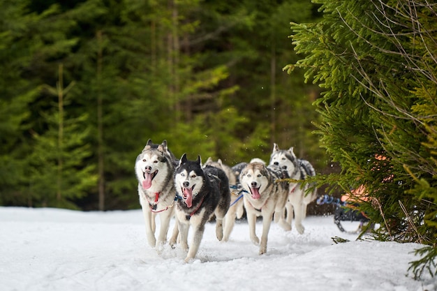 Correndo cães em corridas de cães de trenó em estrada de neve cross country