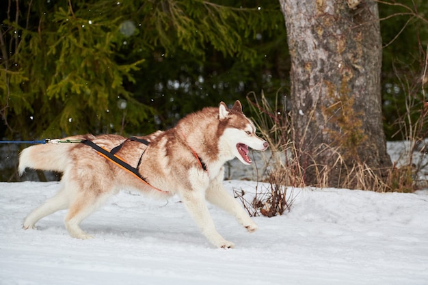 Correndo cães em corridas de cães de trenó em estrada de neve cross country