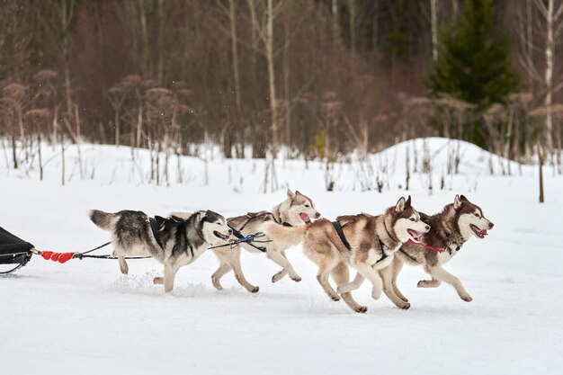 Correndo cães em corridas de cães de trenó em estrada de neve cross country