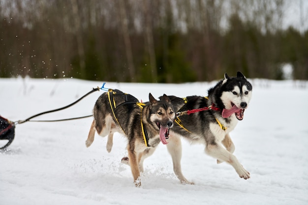 Correndo cães husky em corridas de cães de trenó