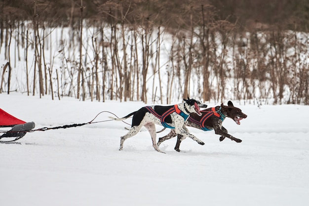 Correndo cães Pointer em corridas de cães de trenó