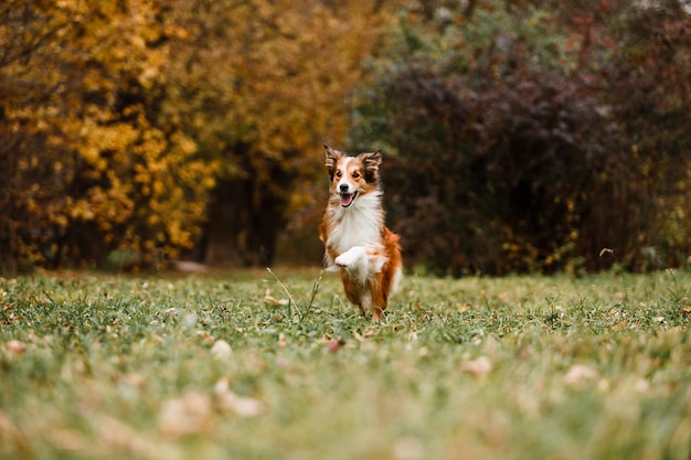 Correndo cão border collie vermelho na floresta de outono