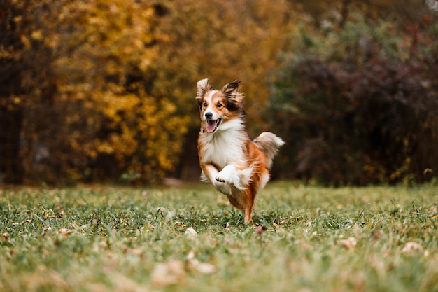 Correndo cão border collie vermelho na floresta de outono