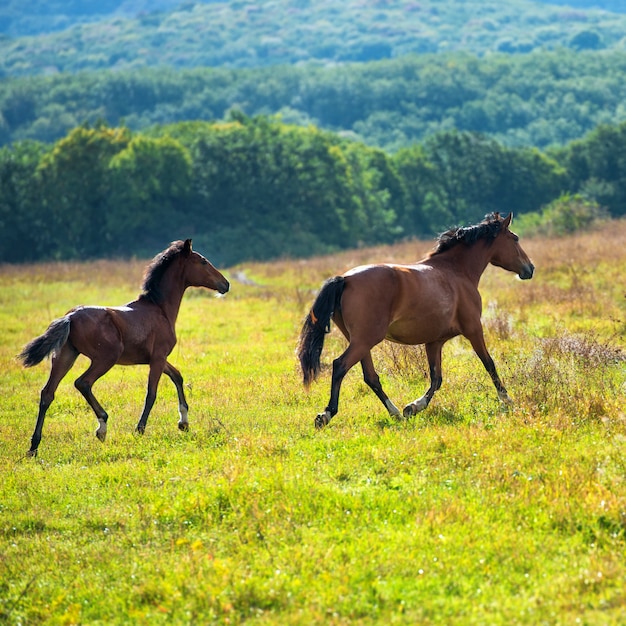 Correndo cavalos baios escuros em um prado com grama verde