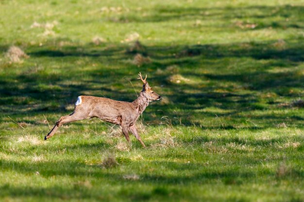 Foto correndo roebuck em um prado de grama