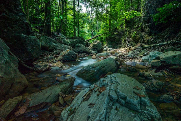 Corrente fluindo através de rochas na floresta