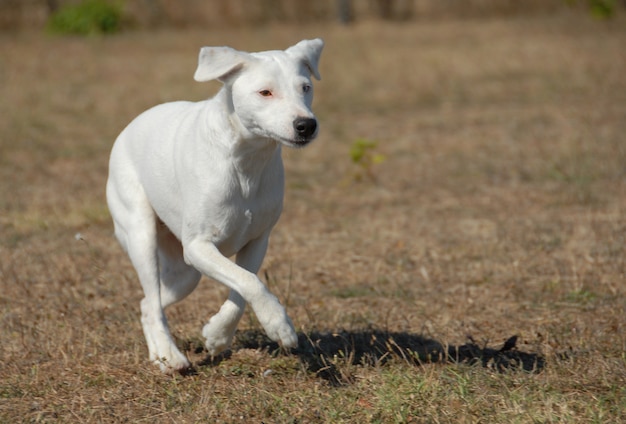 Correr jack russel terrier