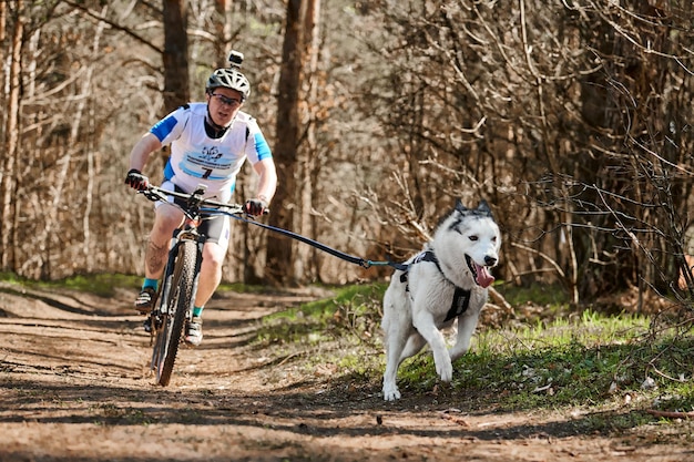 Correr perro de trineo Husky siberiano tirando de ciclista masculino en tierra seca del bosque de otoño Mushing de perros Husky