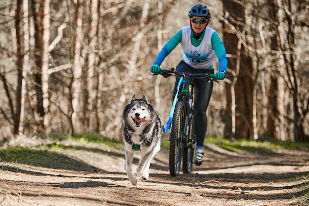 Correr perros de trineo Husky siberiano tirando de ciclista femenina en tierra seca del bosque de otoño Mushing de perros Husky