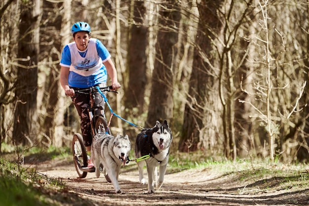 Correr perros de trineo Husky Siberiano tirando de scooter mujer en otoño bosque seco Perros Husky scootering