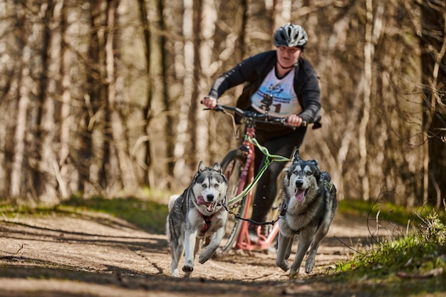 Correr perros de trineo Husky Siberiano tirando de scooter mujer en otoño bosque seco Perros Husky scootering