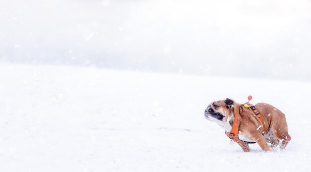 Correr Red English British Bulldog en arnés naranja para dar un paseo de pie sobre la nieve en un día soleado