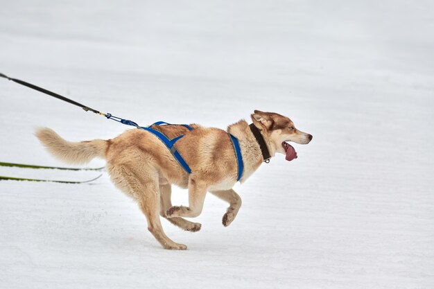 Corrida de cães de trenó de inverno nas montanhas