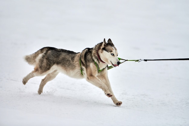 Corrida de cães de trenó de inverno nas montanhas