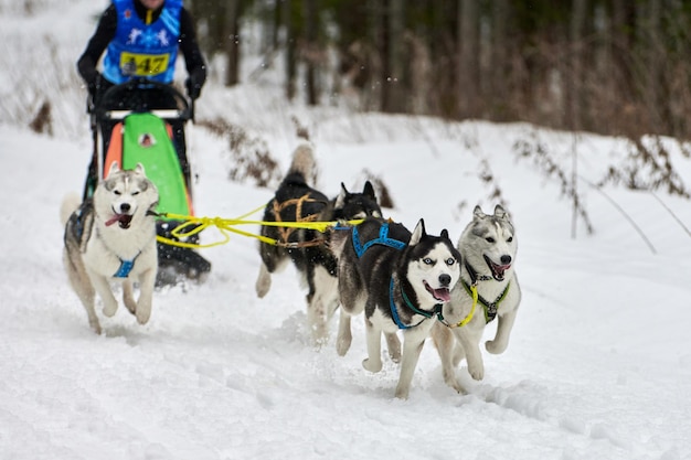 Corrida de cães de trenó husky. competição de equipes de trenó de esporte de cachorro de inverno cães husky siberianos puxam trenó com musher.