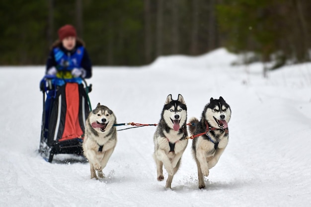 Corrida de cães de trenó Husky. Competição de equipes de trenó de esporte de cachorro de inverno Cães husky siberianos puxam trenó com musher.