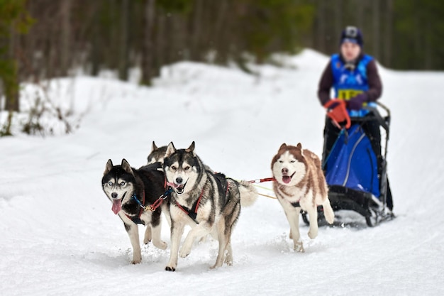 Corrida de cães de trenó Husky. Competição de equipes de trenó de esporte de cachorro de inverno Cães husky siberianos puxam trenó com musher.