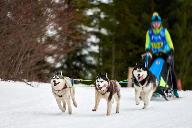 Corrida de cães de trenó Husky. Competição de equipes de trenó de esporte de cachorro de inverno