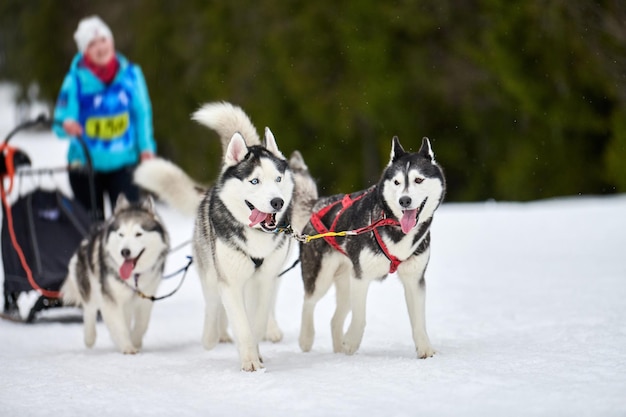 Corrida de cães de trenó husky. competição de equipes de trenó de esporte de cachorro de inverno